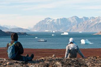 Musk ox thrive on the Greenland tundra