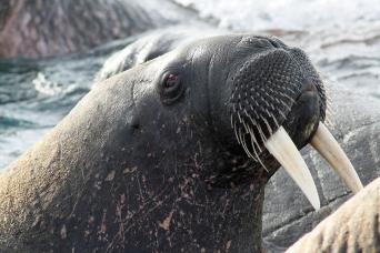 Walrus, Svalbard