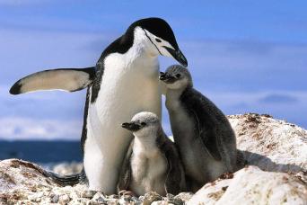 Chinstrap penguins with chicks, January