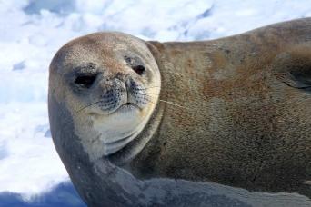 Antarctic seals haul out on ice floes