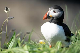 Fly in from Longyearbyen, Svalbard