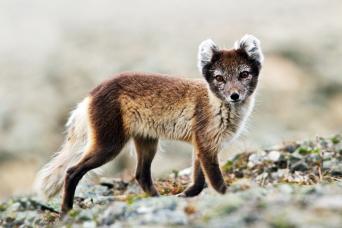 Arctic fox