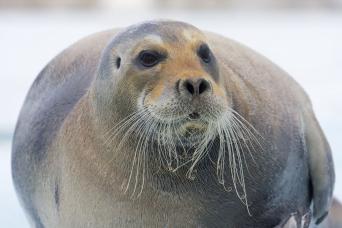 Bearded seal