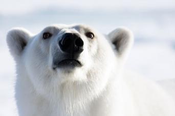 Search for polar bears