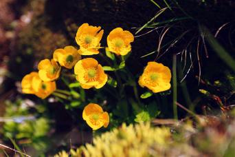 Arctic tundra flowers