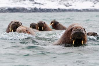 Walrus encounter