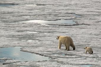 Hoping for the perfect picture of a polar bear!