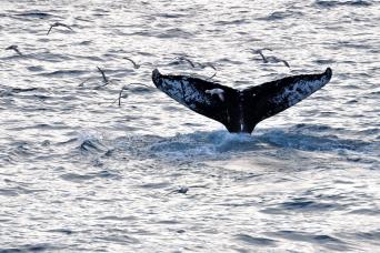 While sightings are not uncommon in Svalbard