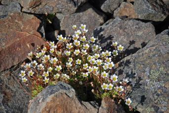 Tundra bursts into flower