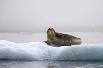 Bearded seal on an ice floe