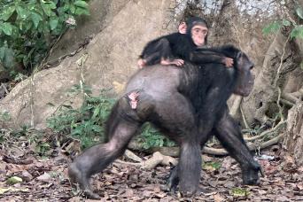 Admire beautiful Atlantic puffins
