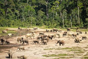Kayaking with a humpback whale!