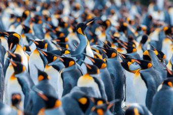 Baby king penguins