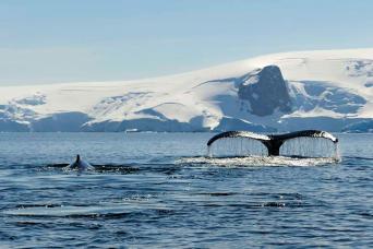 Look for whales in Antarctica