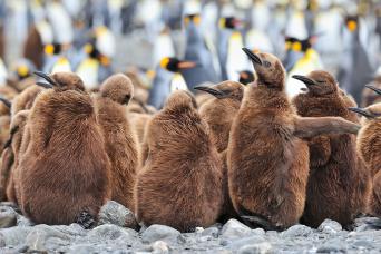 King penguin