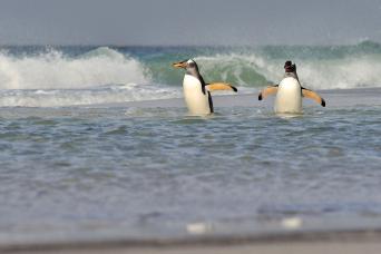 black-browed albatross