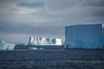 Gentoo penguins