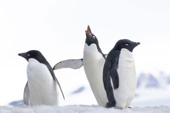 M/V Plancius in Antarctica