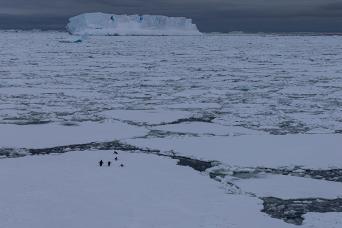 Chinstrap penguins