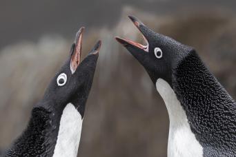 Gentoo penguins feeding
