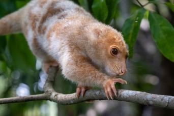 Peruvian Girls and Alpacas at Sacsayhuaman