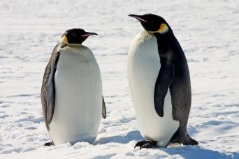 Look out for emperor penguins!