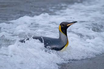 King penguin, Macquarie Island