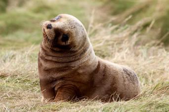 New Zealand furl seal