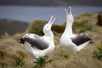 Royal albatross courtship display
