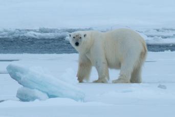 See polar bears in Spitsbergen