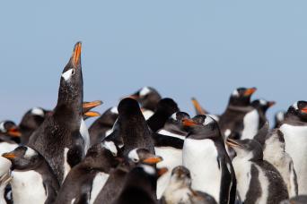 Gentoo penguins calling!