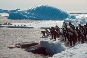 Gentoo penguins calling!