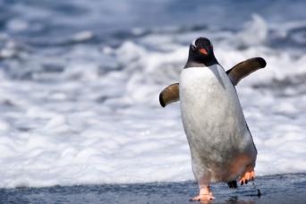 Penguins have a wonderfully comical walk