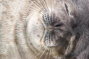 Beautiful features of a Weddell Seal