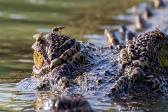 Kamchatka brown bear