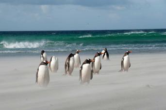 Gentoo penguin greeting, Falkland Islands