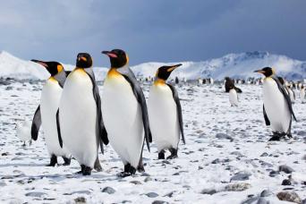 See the beautiful king penguins