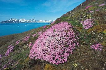 Spitsbergen panorama with Arctic flora