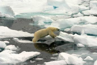 Polar bears roam the ice