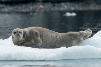 Bearded seal, Svalbard