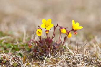 Beautiful Arctic flora, Bog saxifrage