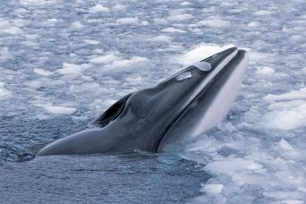 Minke whales are often seen near the ice