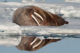 Walrus resting on the ice floes