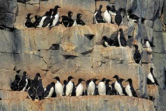 Guillemots nesting on cliffs