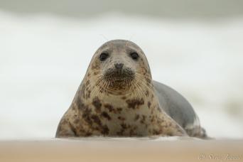 Spectacular Svalbard