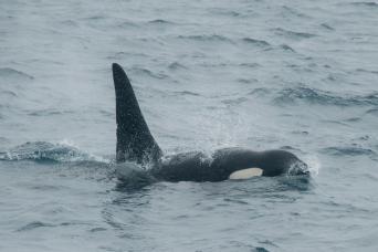 Beautiful Greenland mountains