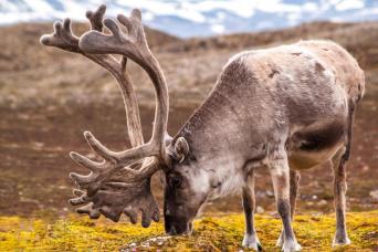 Svalbard reindeer