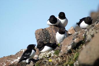 Thick-billed Murres, Svalbard