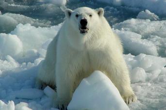 Search for polar bears on the ice