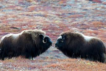 Musk ox on the tundra, Greenland
